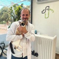 Minicurso: Obstrução uretral em felinos: uma abordagem ampla