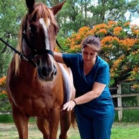 Quiropraxia Veterinária, muito além de ajustes